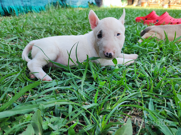 Bull terrier miniature allevamento Platinum Blood