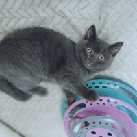 Femmina british shorthair