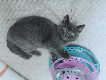 Femmina british shorthair