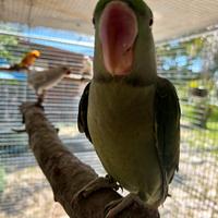 Disponibili vari pappagalli