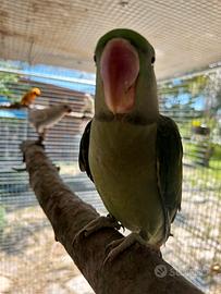 Disponibili vari pappagalli