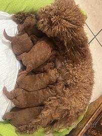 Barboncino red - cuccioli disponibili