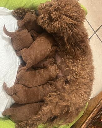 Barboncino red - cuccioli disponibili