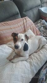 Jack russel