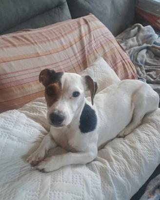 Jack russel