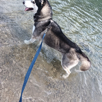 Husky per monta