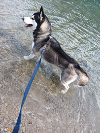 Husky per monta