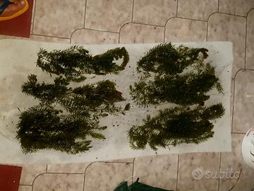 piante d acquario tropicale e laghetto 