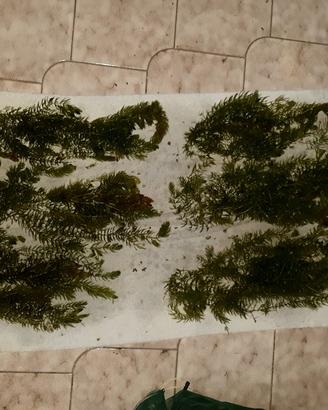 piante d acquario tropicale e laghetto 