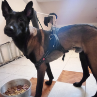 Cane di pastore belga