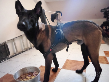 Cane di pastore belga