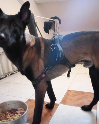 Cane di pastore belga