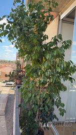 Pianta ficus benjamin
