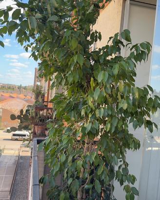 Pianta ficus benjamin