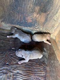 Cuccioli Pitbull con pedigree