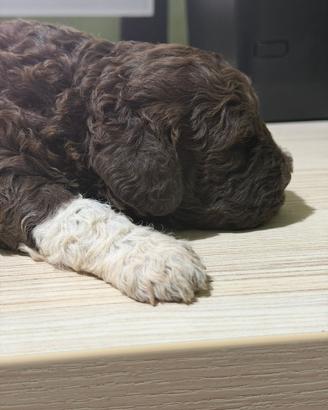 Cuccioli lagotto Carpino Nero x Principi di Narni