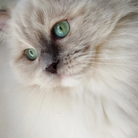 Ragdoll Lilac Mitted Mink