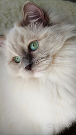 Ragdoll Lilac Mitted Mink