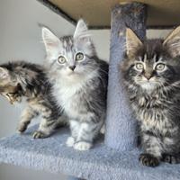 Maine coon