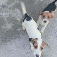 Beagle segugio