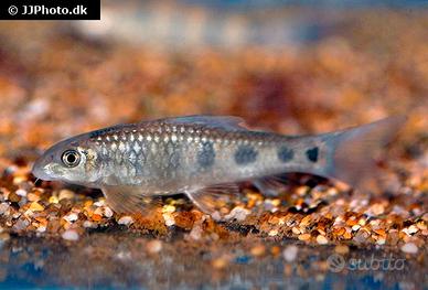 Garra spilota Pulitore acquario