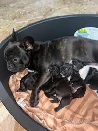 Cuccioli di bulldog francese