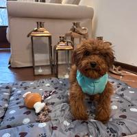 Cuccioli toy e Tea Cup barbone pedigree