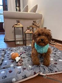 Cuccioli toy e Tea Cup barbone pedigree