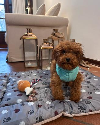 Cuccioli toy e Tea Cup barbone pedigree