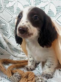 Bassottina pelo lungo