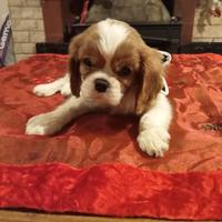 Allevamento cede Cavalier king con pedigree