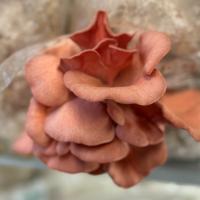 Ballette- funghi- spawn