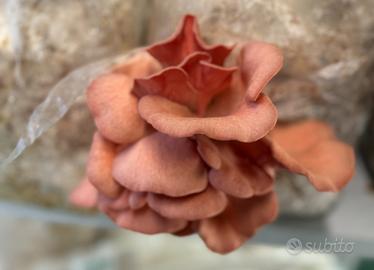 Ballette- funghi- spawn