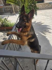 BEL Cucciolone