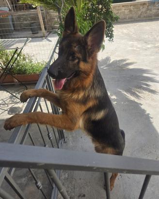 BEL Cucciolone