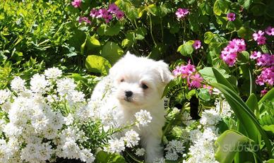 Maltese Disponibile trequartidiluna