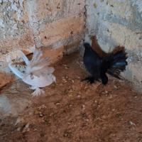 Colombi pavoncelli indiani