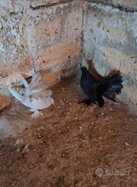 Colombi pavoncelli indiani