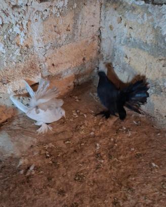 Colombi pavoncelli indiani