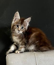 Allevamento AUTORIZZATO gatti Maine Coon