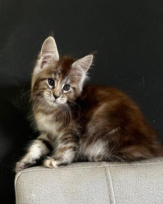 Allevamento AUTORIZZATO gatti Maine Coon