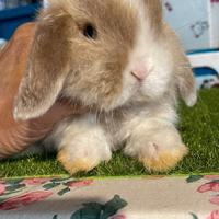 Cuccioli coniglio minilop disponibili