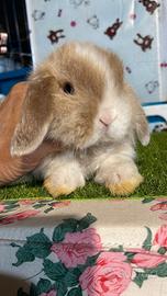 Cuccioli coniglio minilop disponibili