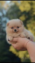 Spitz di pomerania mini