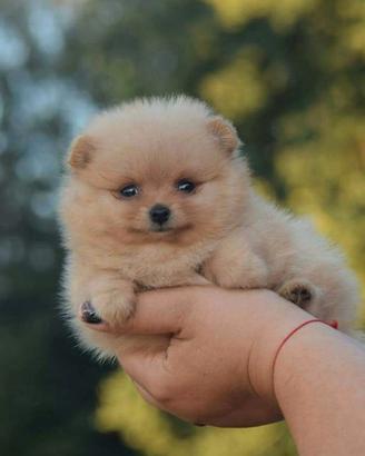 Spitz di pomerania mini