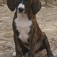 Cuccioli segugio maremmano