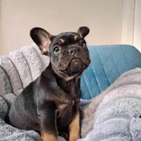 Bulldog Francese prestigioso cucciolo