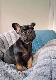 Bulldog Francese prestigioso cucciolo