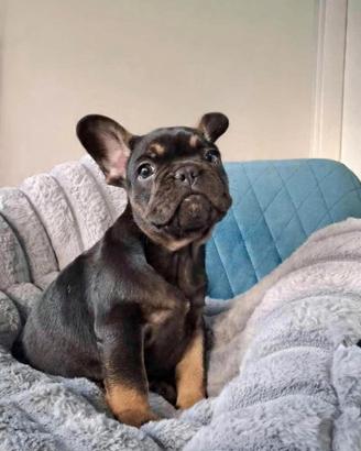 Bulldog Francese prestigioso cucciolo