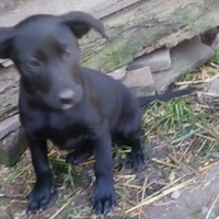 Animali